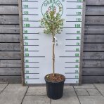 Čučoriedka kanadská (Vaccinium corymbosum) ´NORTHLAND´ - skorá 90-100 cm, kont. C18L - NA KMIENKU